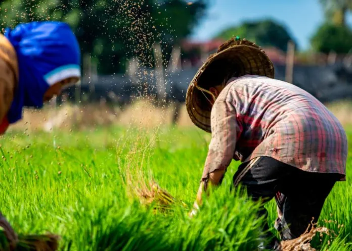 trabalho rural foto ilustrativa canva pro